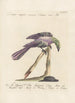 Ornithologia methodice digesta Pl182 - Saverio Manetti — Ansicht des Kunstwerks