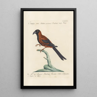 Saverio Manetti - Ornithologia methodice digesta Pl183.webp