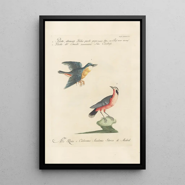 Ornithologia methodice digesta Pl184 - Saverio Manetti — gerahmtes Bild an der Wand