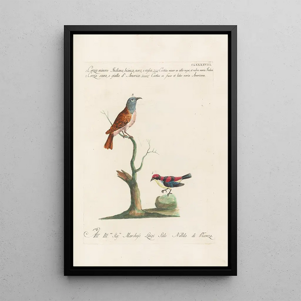 Ornithologia methodice digesta Pl185 - Saverio Manetti — gerahmtes Bild an der Wand