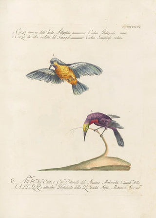 Saverio Manetti - Ornithologia methodice digesta Pl186.webp