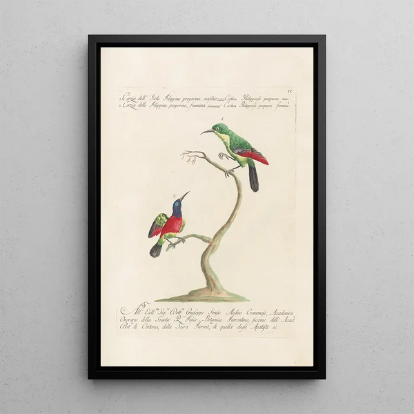 Ornithologia methodice digesta Pl187 - Saverio Manetti — gerahmtes Bild an der Wand