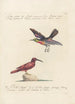 Ornithologia methodice digesta Pl189 - Saverio Manetti — Ansicht des Kunstwerks