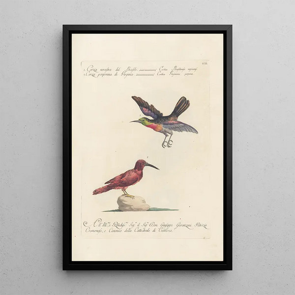 Ornithologia methodice digesta Pl189 - Saverio Manetti — gerahmtes Bild an der Wand