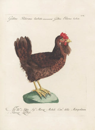 Saverio Manetti - Ornithologia methodice digesta Pl192.webp