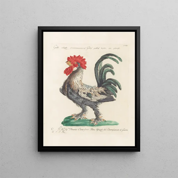 Saverio Manetti - Ornithologia methodice digesta Pl194.webp