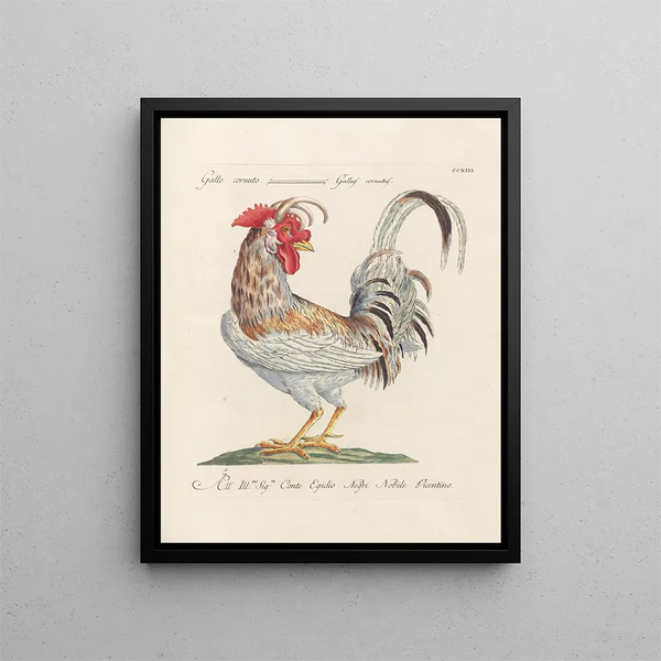 L'ornithologie als methodisch verdautes Gemälde Pl195 - Saverio Manetti — gerahmtes Bild an der Wand
