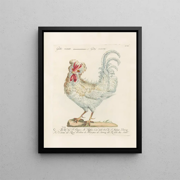L'ornithologie a méthodiquement digéré Pl197 - Saverio Manetti — gerahmtes Bild an der Wand