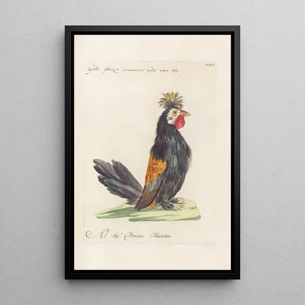 Ornithologia methodice digesta Pl198 - Saverio Manetti — gerahmtes Bild an der Wand