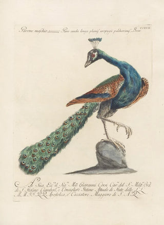 Saverio Manetti - Ornithologia methodice digesta Pl199.webp