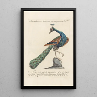 Saverio Manetti - Ornithologia methodice digesta Pl199.webp