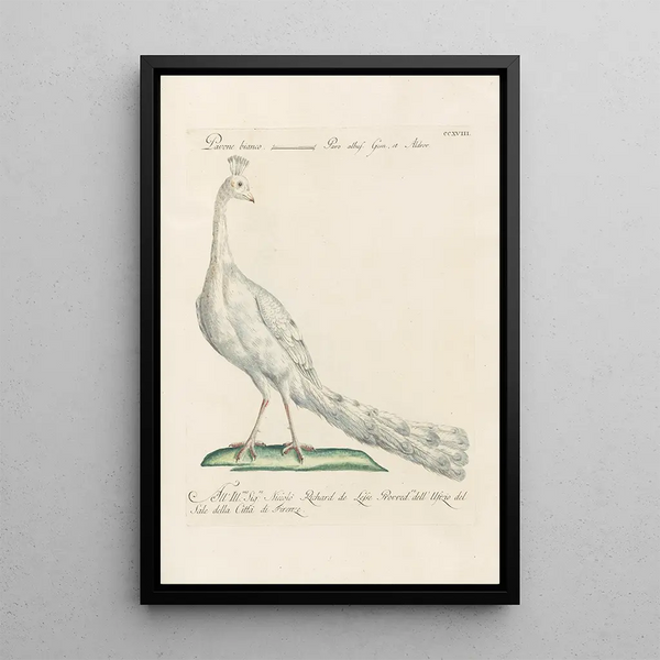 Ornithologia methodice digesta Pl200 - Saverio Manetti — gerahmtes Bild an der Wand