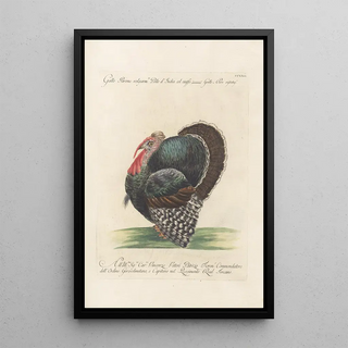 Saverio Manetti - Ornithologia methodice digesta Pl204.webp