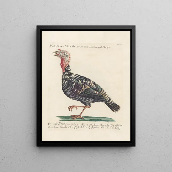 Ornithologie methodisch verarbeiteter Gemälde Pl208 - Saverio Manetti — gerahmtes Bild an der Wand