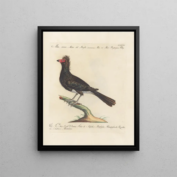 Saverio Manetti - Ornithologia methodice digesta Pl210.webp