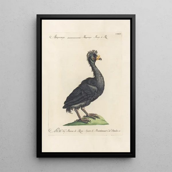 Ornithologia methodice digesta Pl211 - Saverio Manetti — gerahmtes Bild an der Wand
