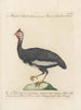 L'ornithologie a méthodiquement digéré Pl212 - Saverio Manetti — Ansicht des Kunstwerks