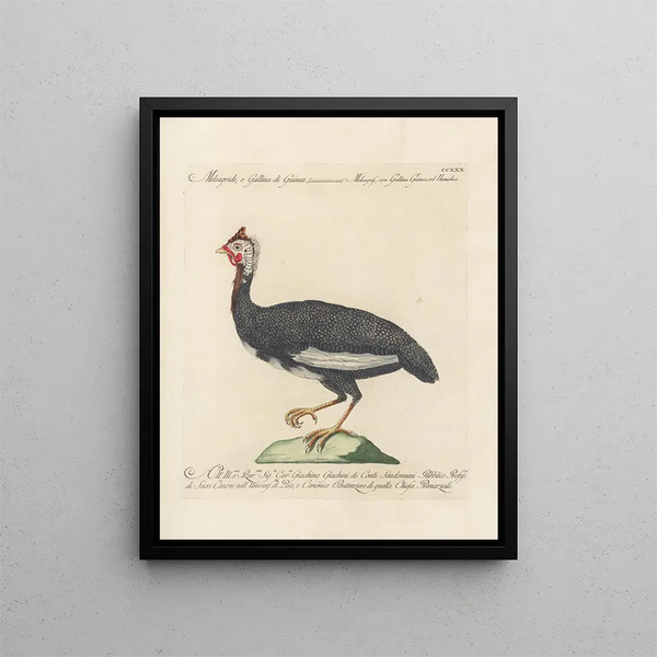 L'ornithologie a méthodiquement digéré Pl212 - Saverio Manetti — gerahmtes Bild an der Wand