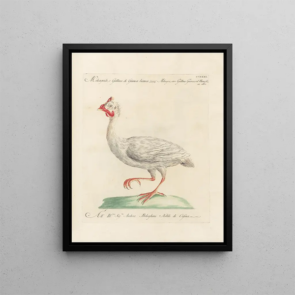 L'ornithologie a méthodiquement digéré Pl213 - Saverio Manetti — gerahmtes Bild an der Wand