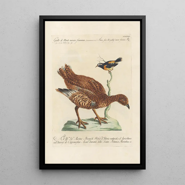 Ornithologia methodice digesta Pl216 - Saverio Manetti — gerahmtes Bild an der Wand