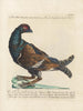 L'ornithologie a méthodiquement digéré Pl217 - Saverio Manetti — Ansicht des Kunstwerks