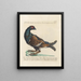 L'ornithologie a méthodiquement digéré Pl217 - Saverio Manetti — gerahmtes Bild an der Wand
