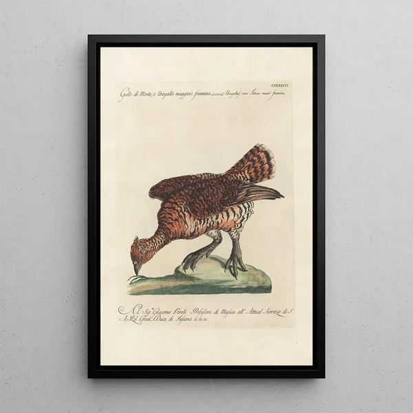 Ornithologia methodice digesta Pl219 - Saverio Manetti — gerahmtes Bild an der Wand
