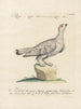 Ornithologie methodisch verdaut Pl222 - Saverio Manetti — Ansicht des Kunstwerks