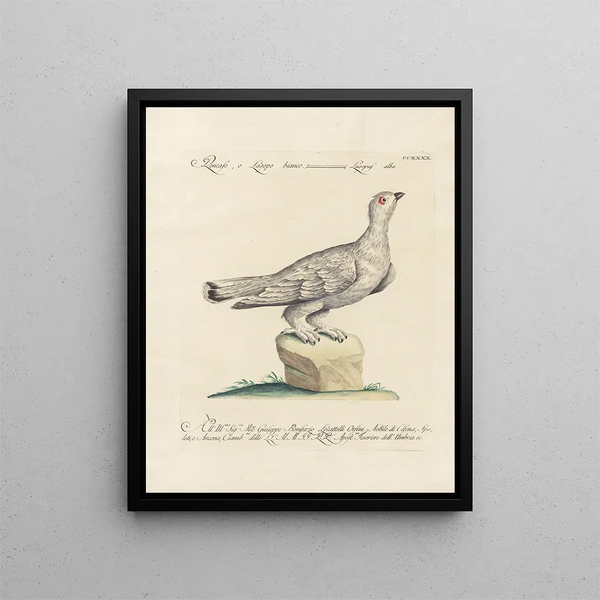 Saverio Manetti - Ornithologia methodice digesta Pl222.webp
