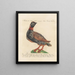 Ornithologie methodisch verdaut Pl223 - Saverio Manetti — gerahmtes Bild an der Wand