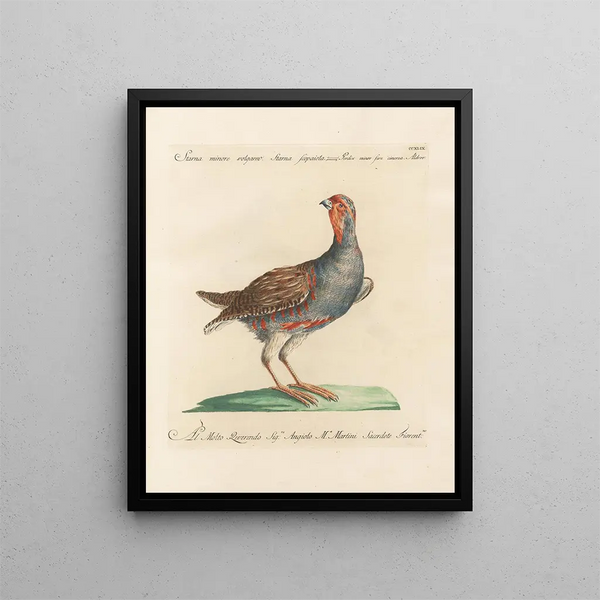 L'ornithologie a méthodiquement digéré Pl231 - Saverio Manetti — gerahmtes Bild an der Wand