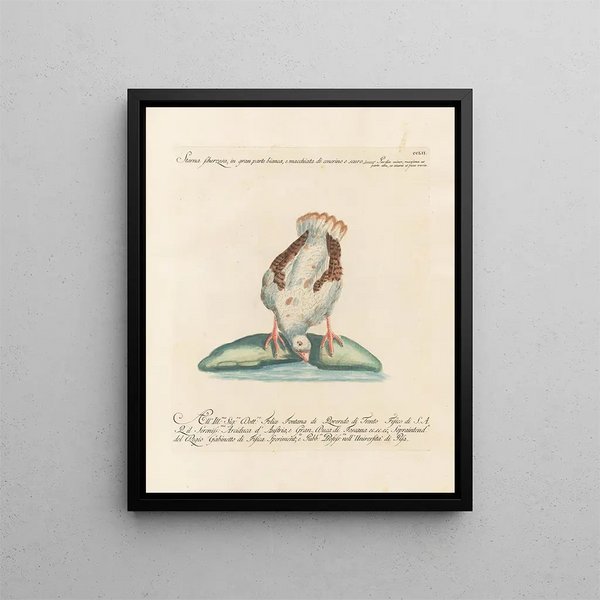 Saverio Manetti - Ornithologia methodice digesta Pl234.webp