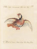 Ornithologie methodisch verdaut Pl235 - Saverio Manetti — Ansicht des Kunstwerks
