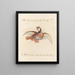 Ornithologie methodisch verdaut Pl235 - Saverio Manetti — gerahmtes Bild an der Wand