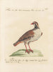 L'ornithologie méthodiquement digérée Pl236 - Saverio Manetti — Ansicht des Kunstwerks