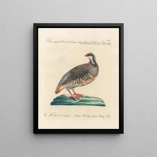 Saverio Manetti - Ornithologia methodice digesta Pl238.webp