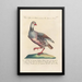 Ornithologia methodice digesta Pl239 - Saverio Manetti — gerahmtes Bild an der Wand