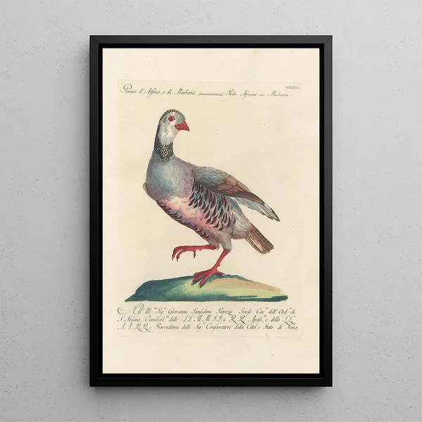 Ornithologia methodice digesta Pl239 - Saverio Manetti — gerahmtes Bild an der Wand