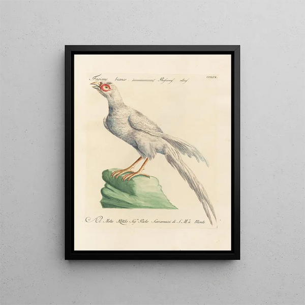 L'ornithologie methodisch verdaut Pl241 - Saverio Manetti — gerahmtes Bild an der Wand