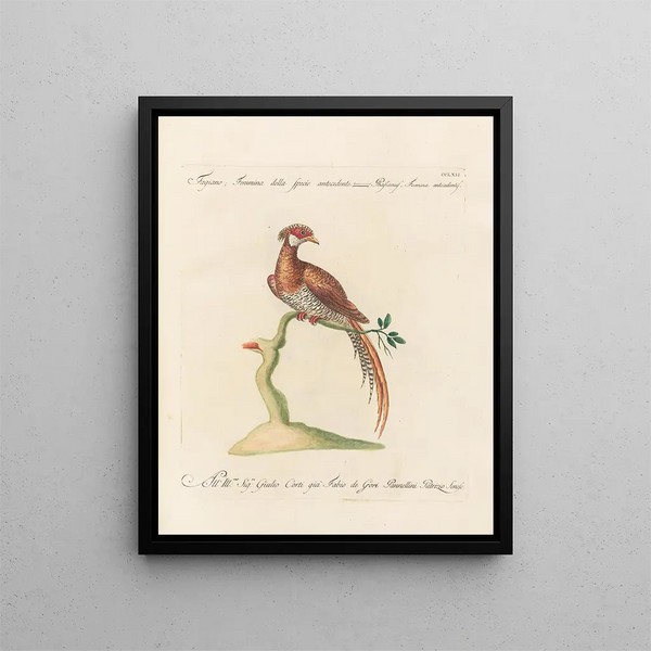 L'ornithologie methodisch verdautes Gemälde Pl244 - Saverio Manetti — gerahmtes Bild an der Wand