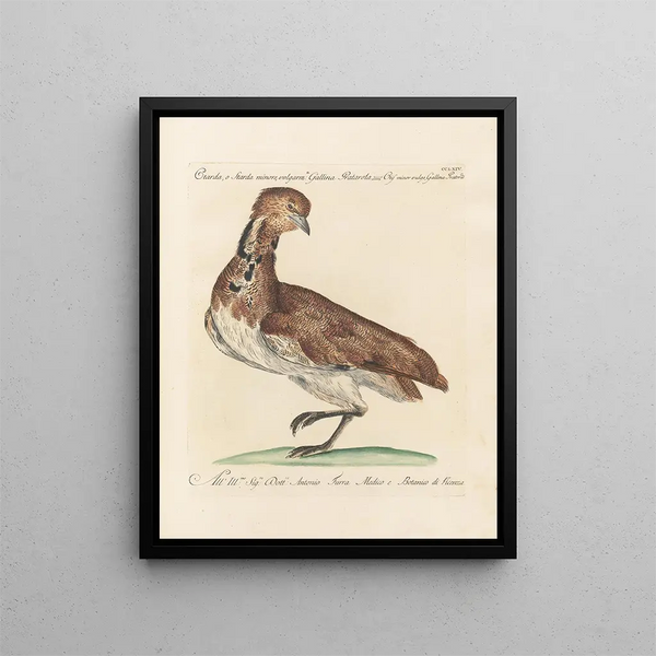 L ornithologie methodisch verdautes Gemälde Pl246 - Saverio Manetti — gerahmtes Bild an der Wand