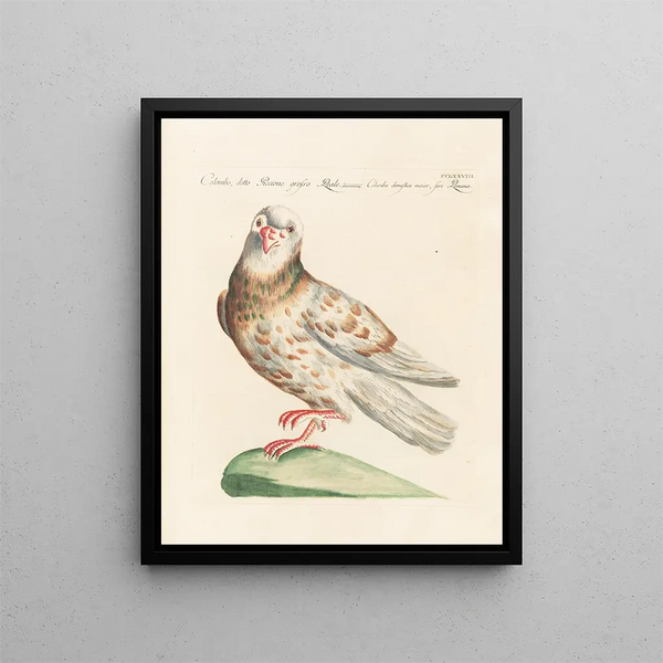 Ornithologie méthodisch verdaut Pl260 - Saverio Manetti — gerahmtes Bild an der Wand