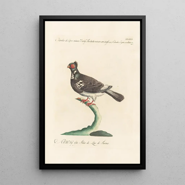 Ornithologia methodice digesta Pl262 - Saverio Manetti — gerahmtes Bild an der Wand