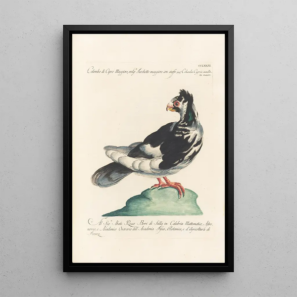Ornithologia methodice digesta Pl263 - Saverio Manetti — gerahmtes Bild an der Wand