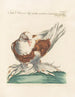 Ornithologie methodisch verdaut Pl265 - Saverio Manetti — Ansicht des Kunstwerks