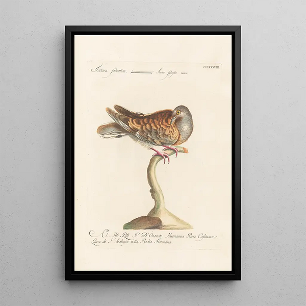 Ornithologia methodice digesta Pl270 - Saverio Manetti — gerahmtes Bild an der Wand