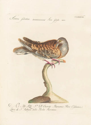 Saverio Manetti - Ornithologia methodice digesta Pl270.webp