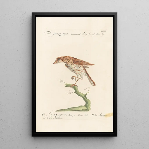 Ornithologia methodice digesta Pl273 - Saverio Manetti — gerahmtes Bild an der Wand