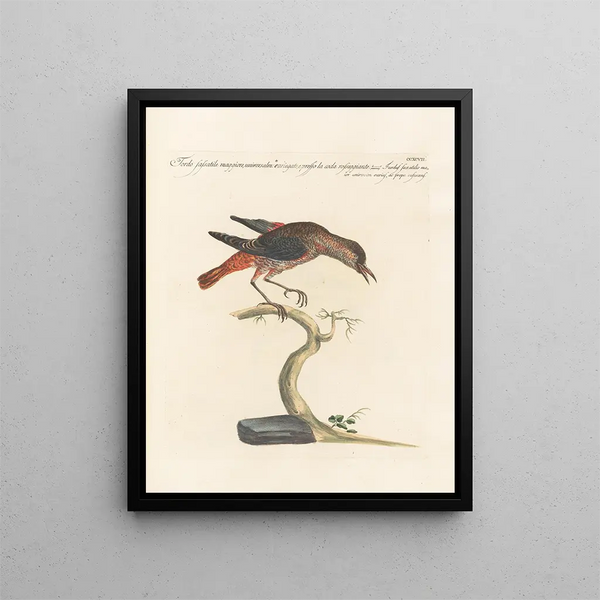 Saverio Manetti - Ornithologia methodice digesta Pl279.webp