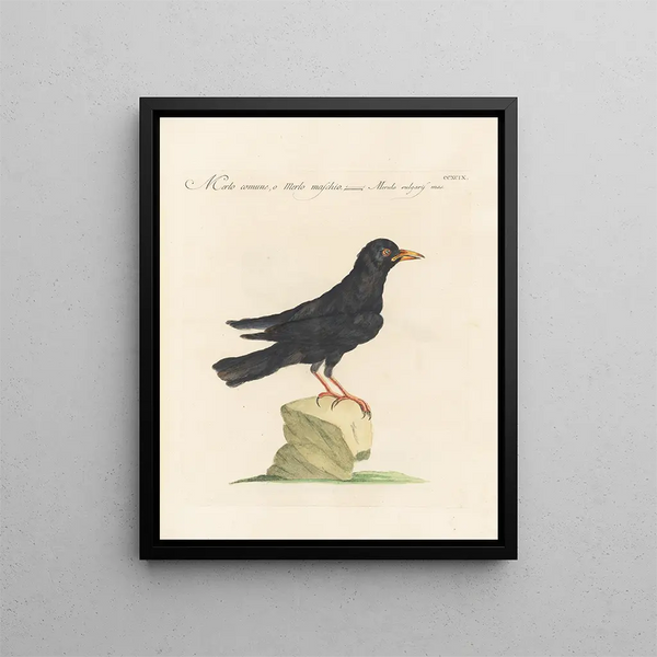 Saverio Manetti - Ornithologia methodice digesta Pl281.webp